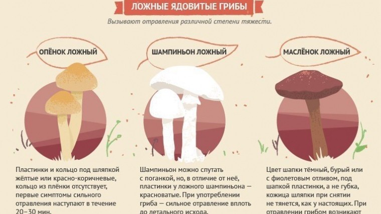 Как отличить съедобный гриб от несъедобного