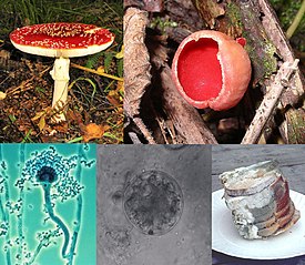 Сходства между грибами и растениями