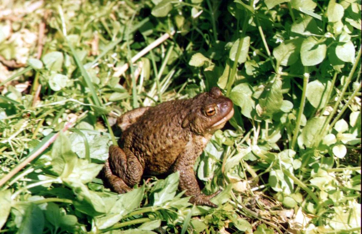 Сходство и различие лягушки и жабы в природе