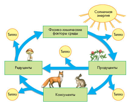 Структура и компоненты экосистемы
