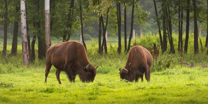 Зубр и бизон отличия и сходства животных