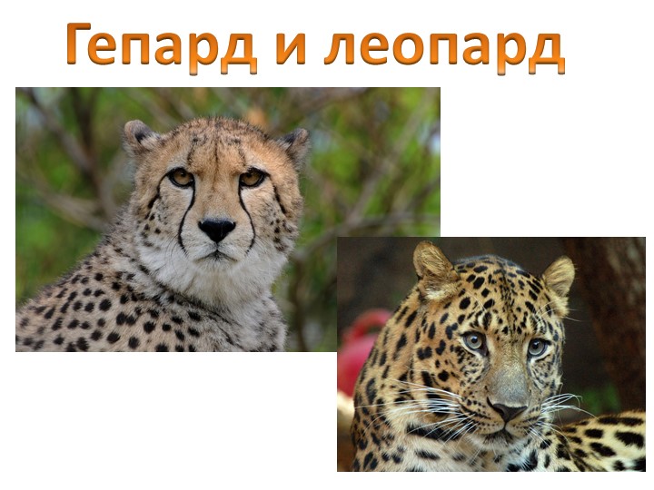 Гепард и леопард — основные отличия между ними