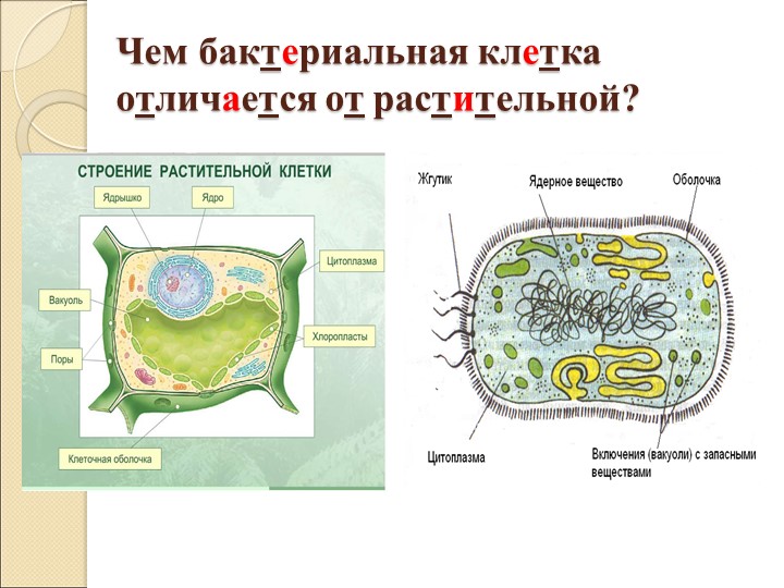 Чем отличается бактериальная клетка от растительной